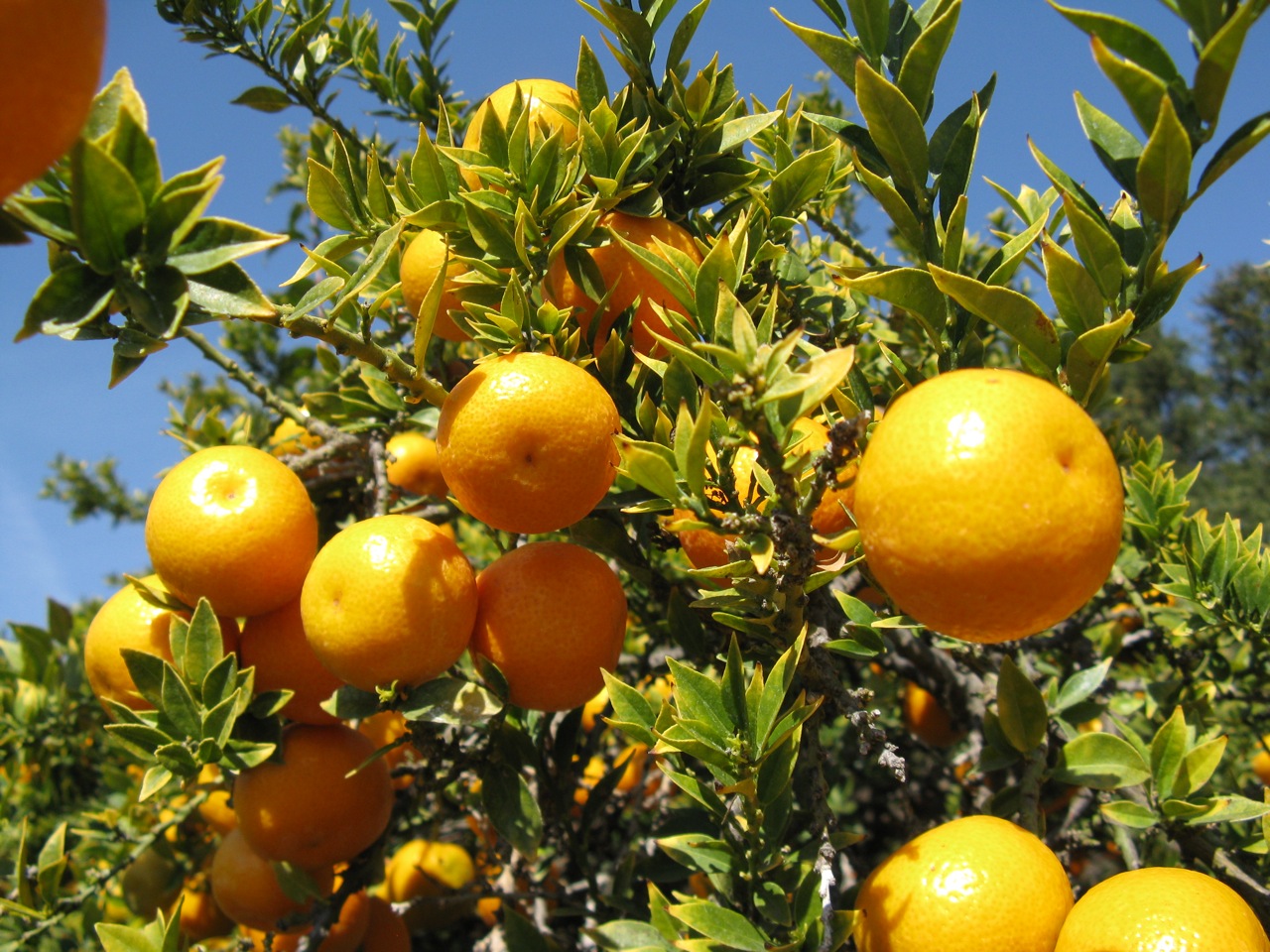 Fruktene av chinoto ligner appelsiner
