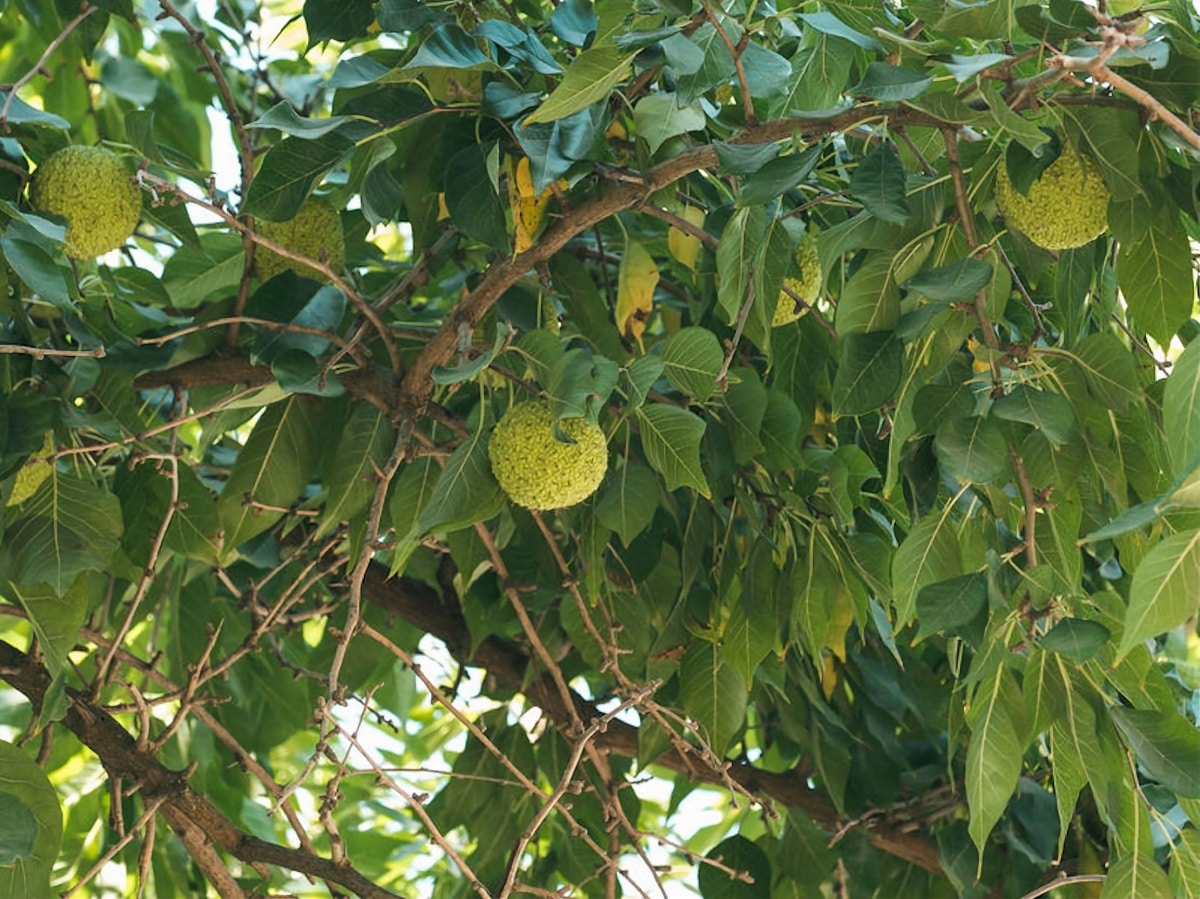Frukt av Maclura pomifera