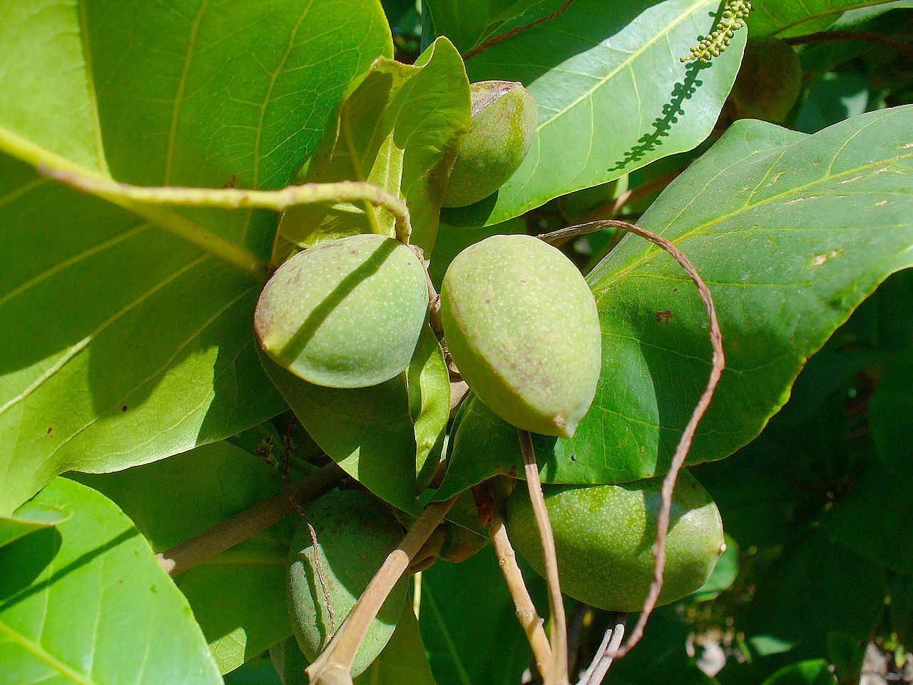 Det tropiske mandeltreet produserer spiselige frukter
