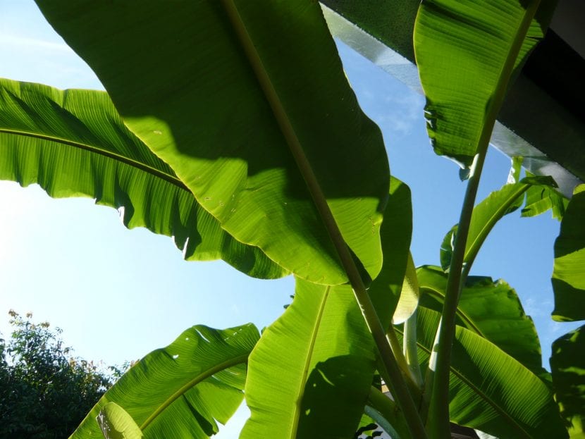 Utsikt over bladene til den mannlige bananen