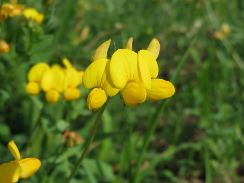 Blomsten til Lotus corniculatus er gul