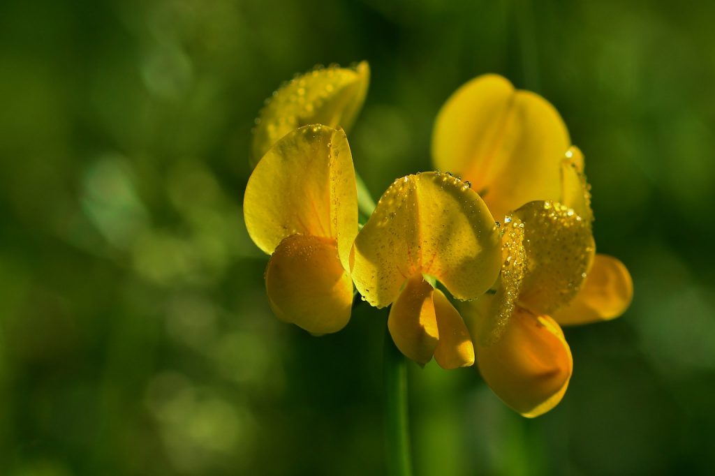 Lotus corniculatus blomstrer om våren