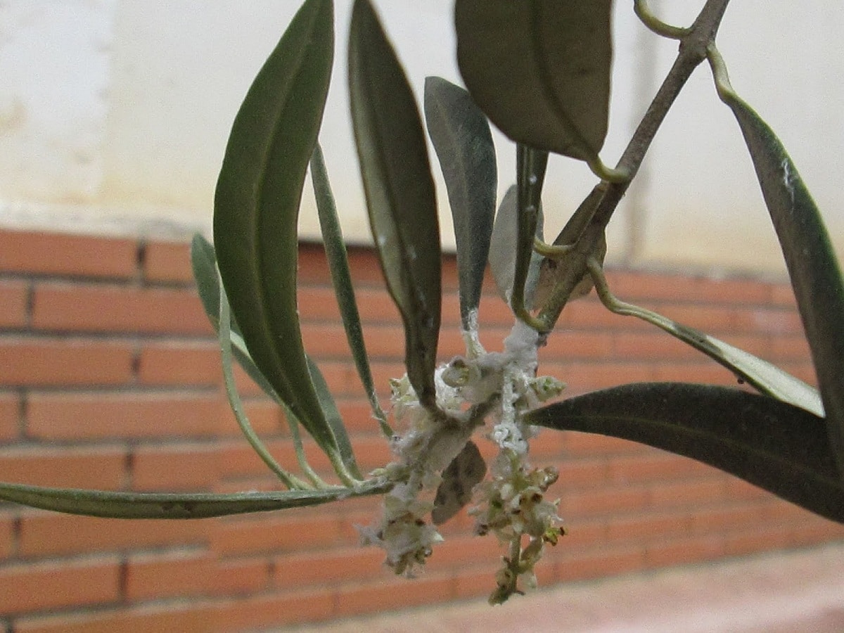 Euphyllura olivina