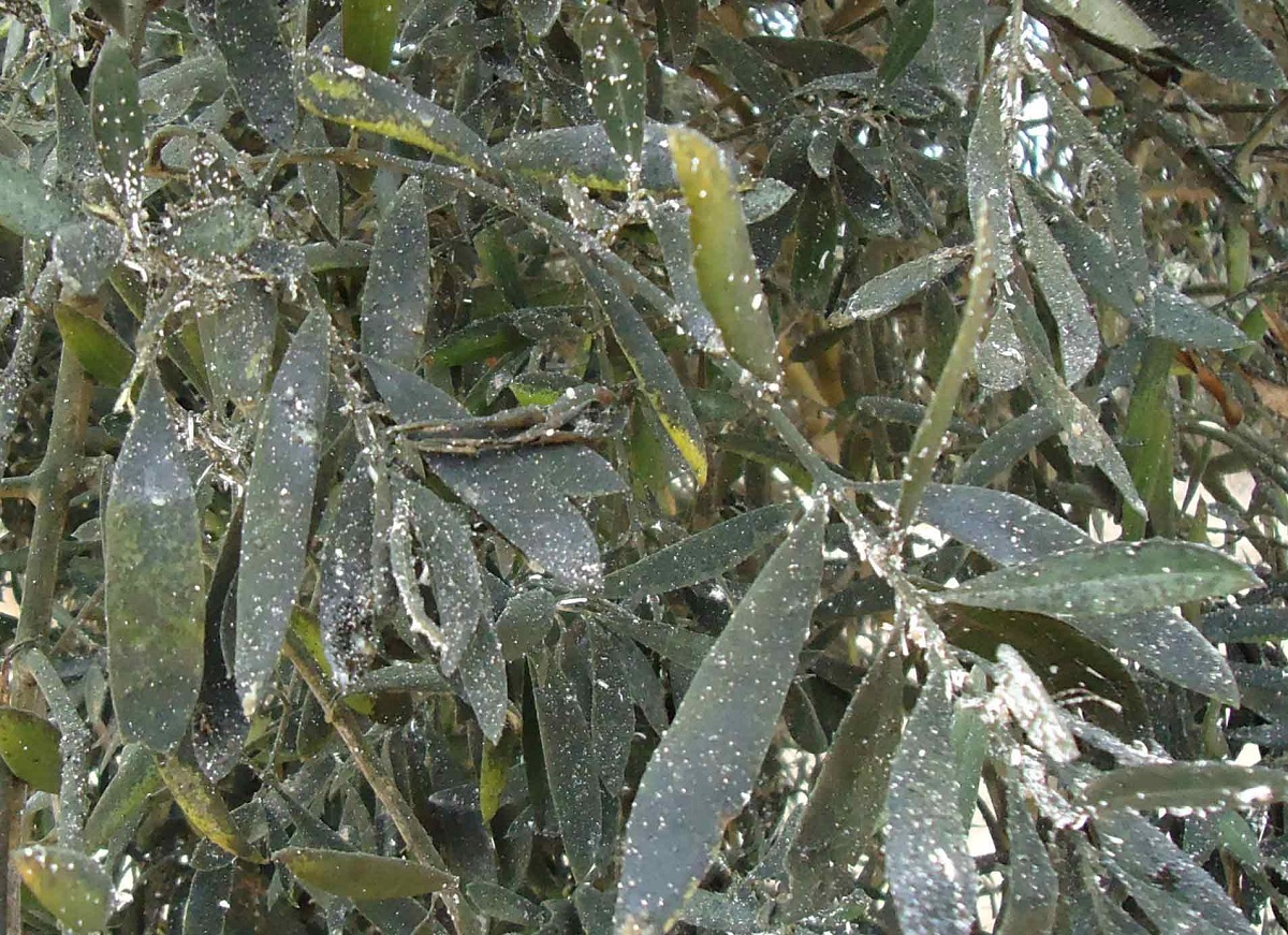 Euphyllura olivina skuespill