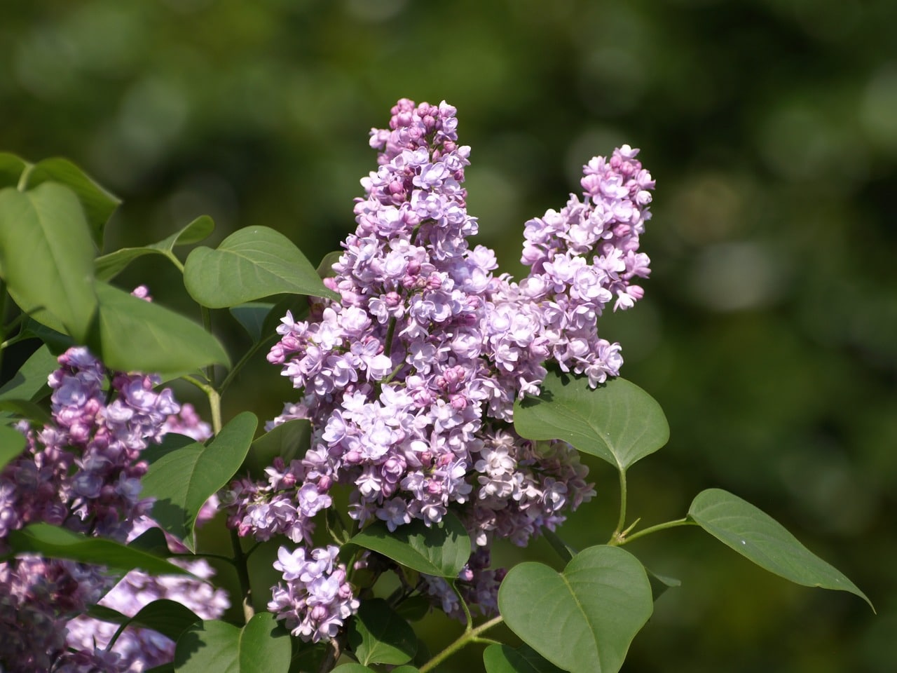 Syringa vulgaris er et hardfør tre