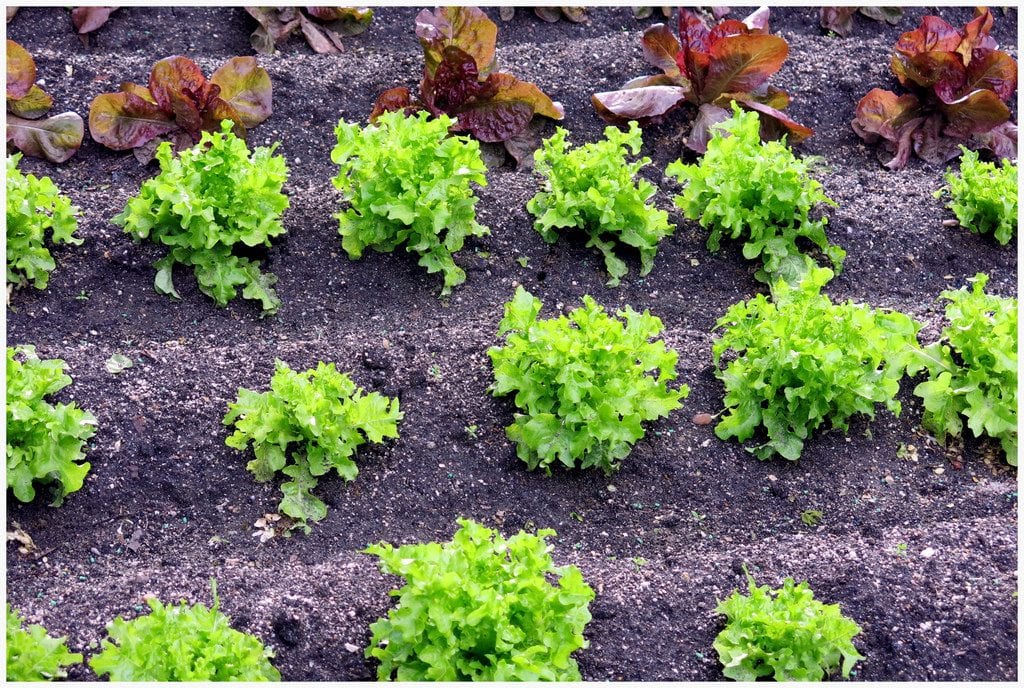 Plant salat i hagen din