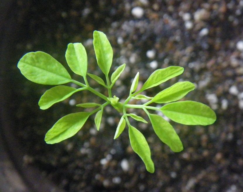 Ung frøplante av Moringa oleifera