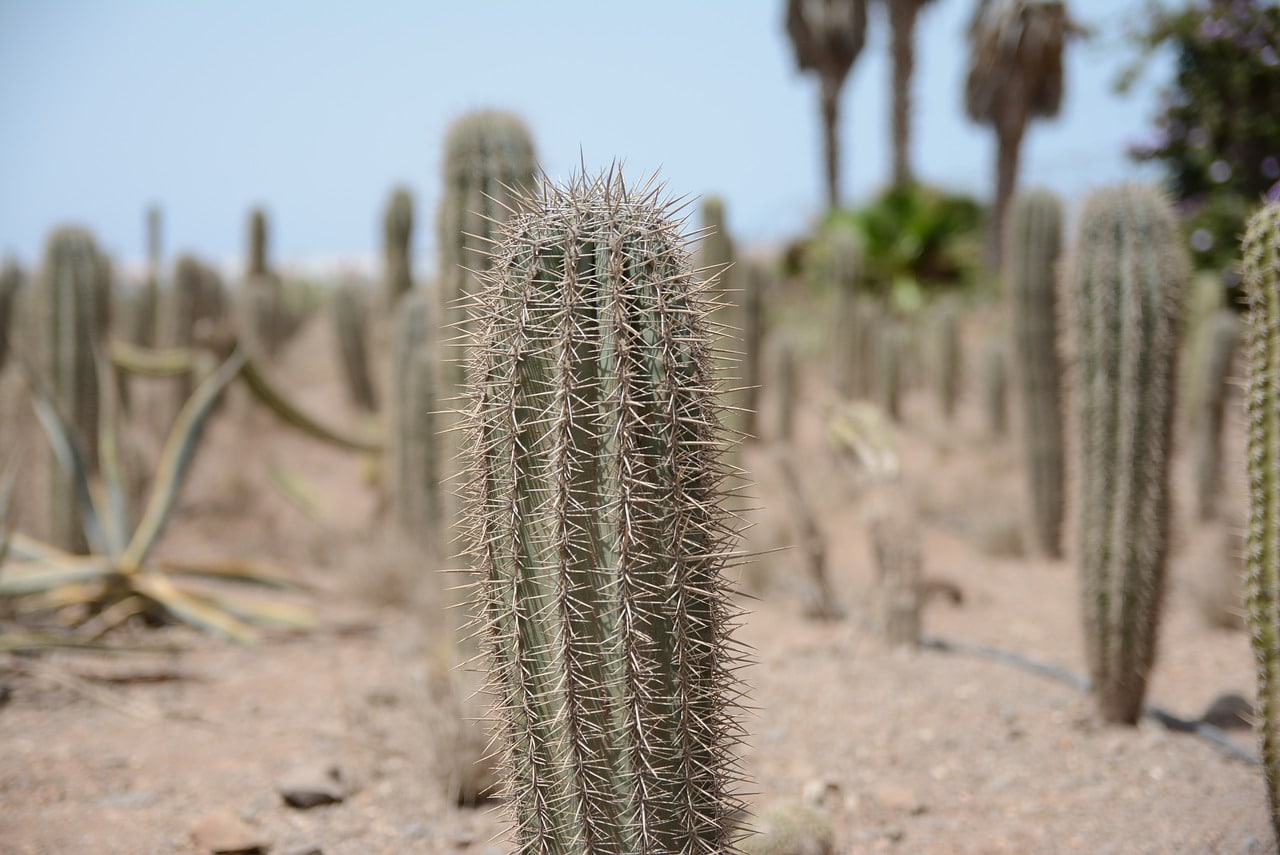 Kaktus har torner for å redusere vanntap