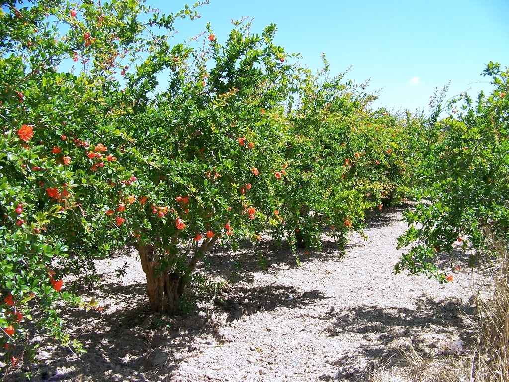 Granatepler er hardføre frukttrær