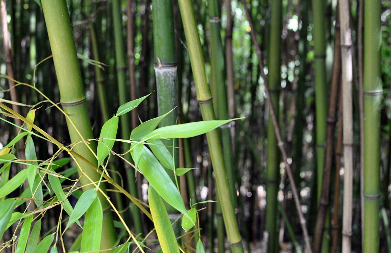 Utsikt over bambusen