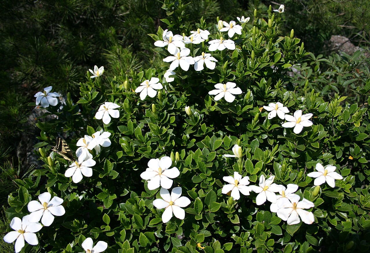 Utsikt over Gardenia jasminoides