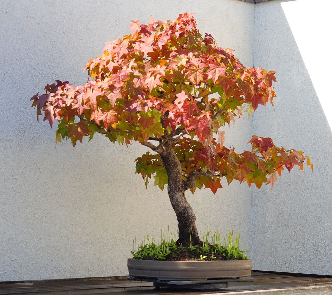 Utsikt over liquidambar bonsai