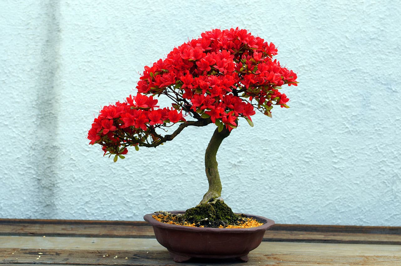 Utsikt over azalea bonsai i blomst