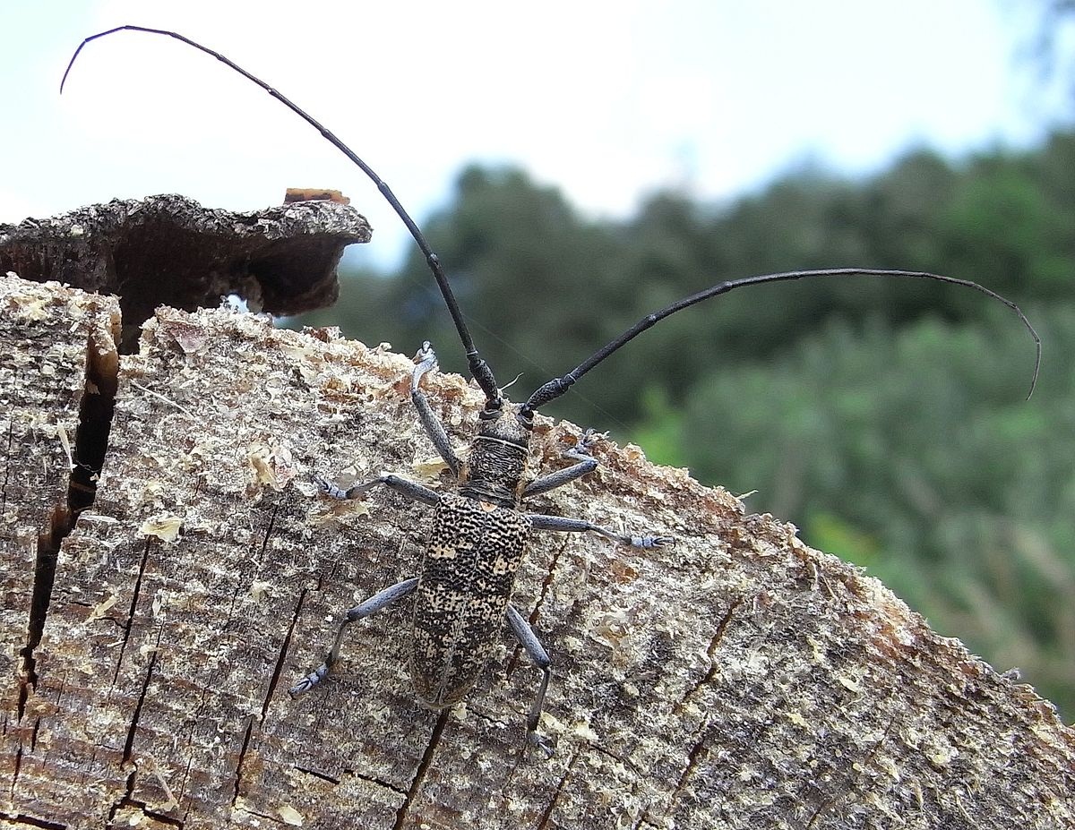 insekt på en kuttet stamme av en død furu