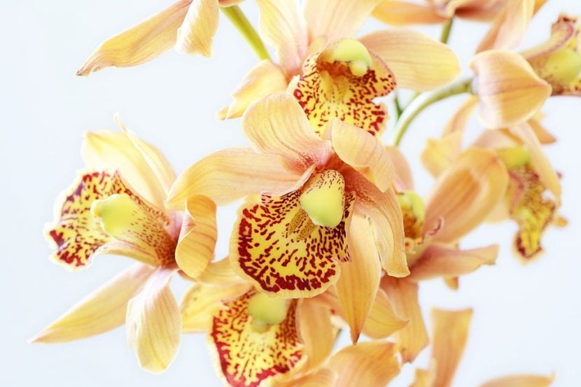 Orkideer er tropiske planter