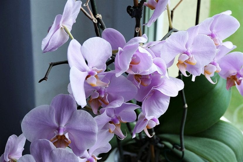 Orkideer er planter som er hjemmehørende i de intertropiske områdene