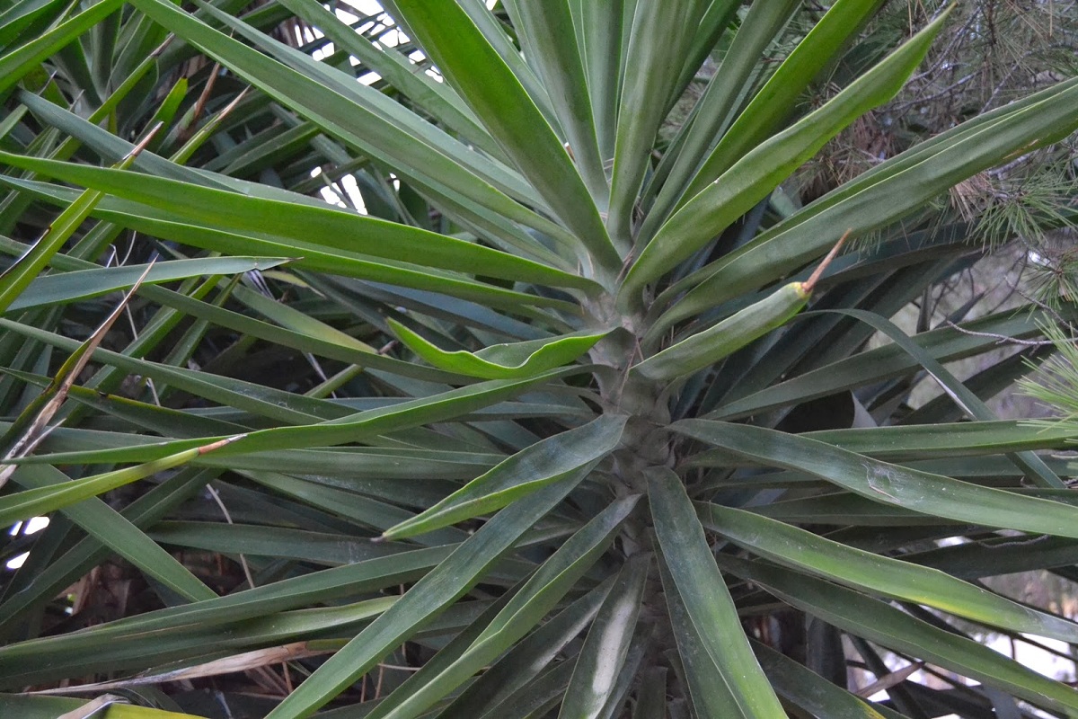 Spiky yucca