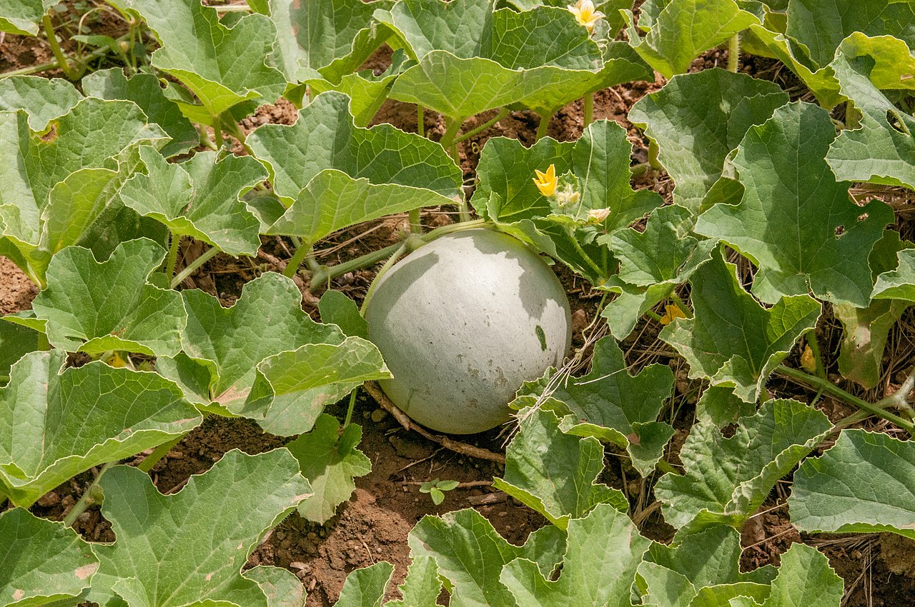 El melón es un tipo de planta anual