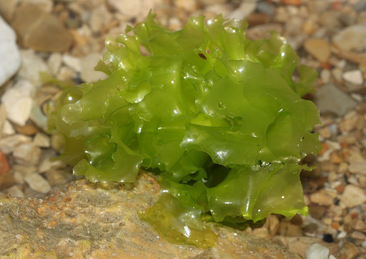 Vista del alga Ulva lactuca