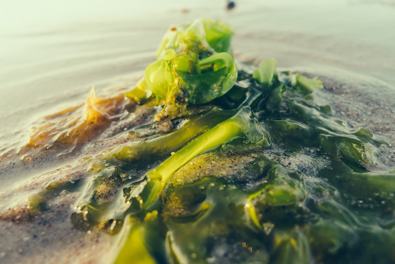 Las algas son primitivas