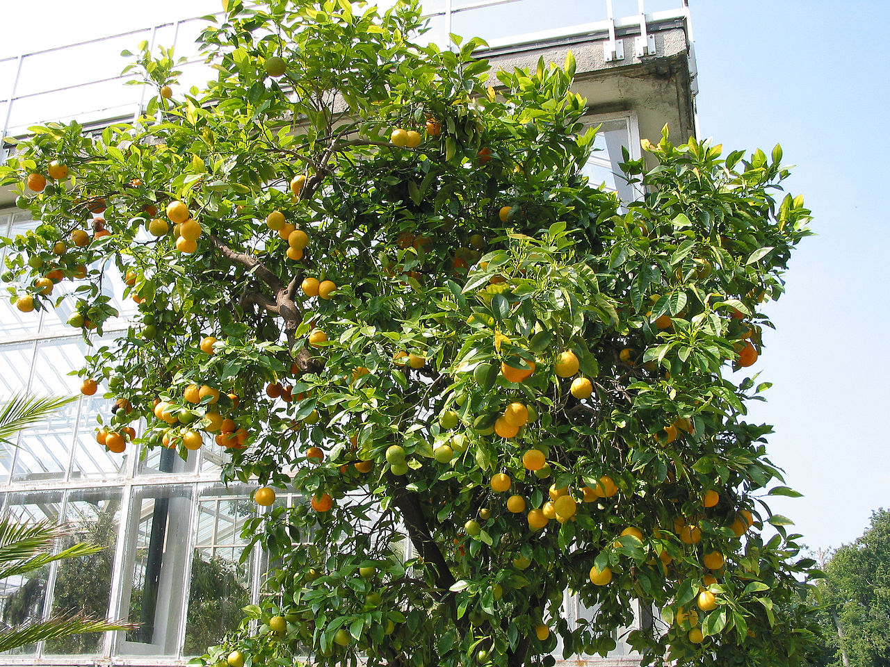 El naranjo es un árbol frutal