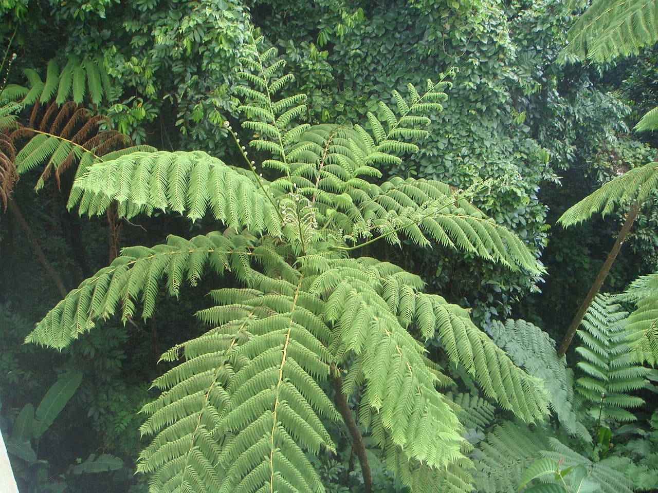 La Cyathea arborea es un tipo de helecho arborescente