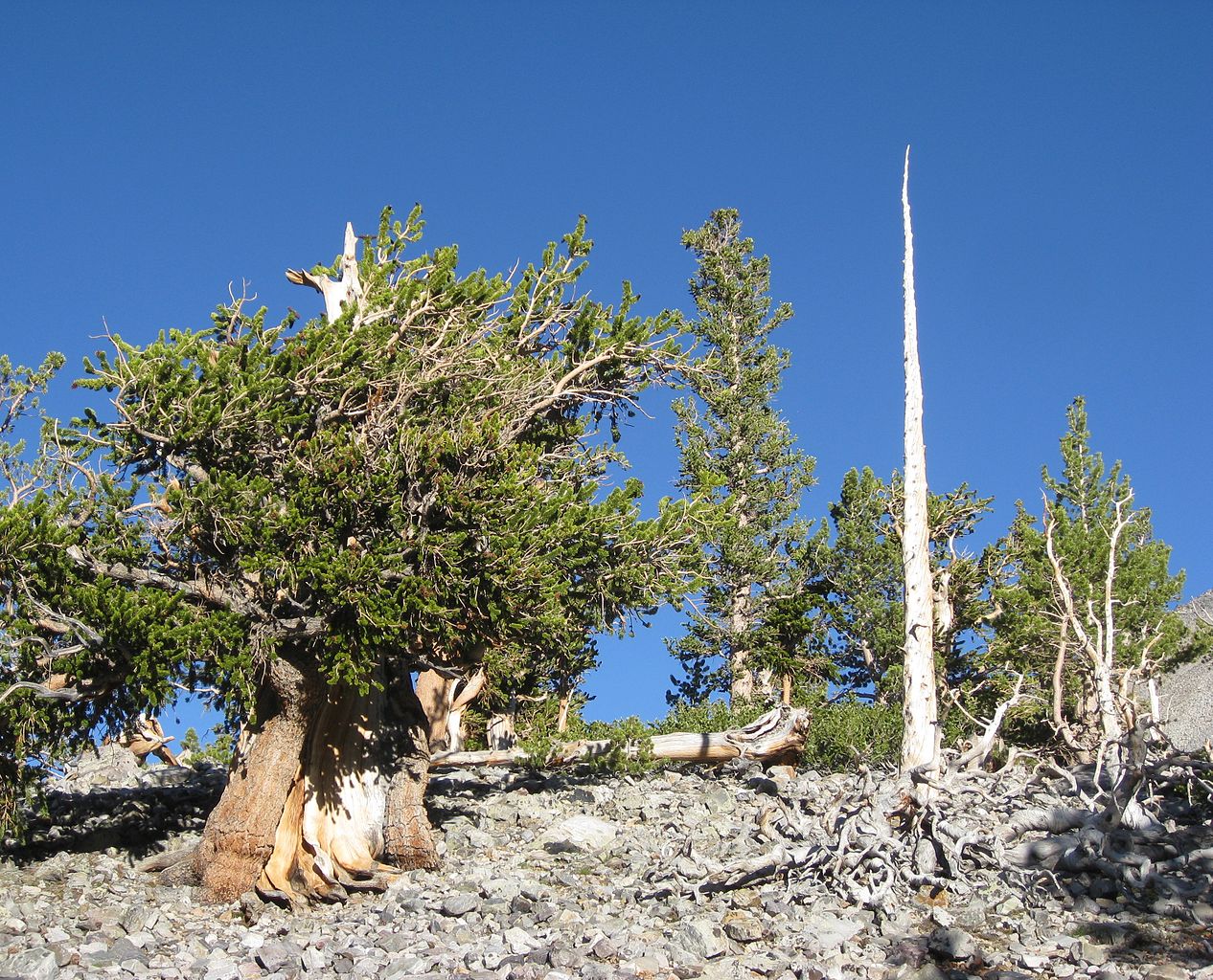 El Pinus longaeva es una conífera de hoja perenne
