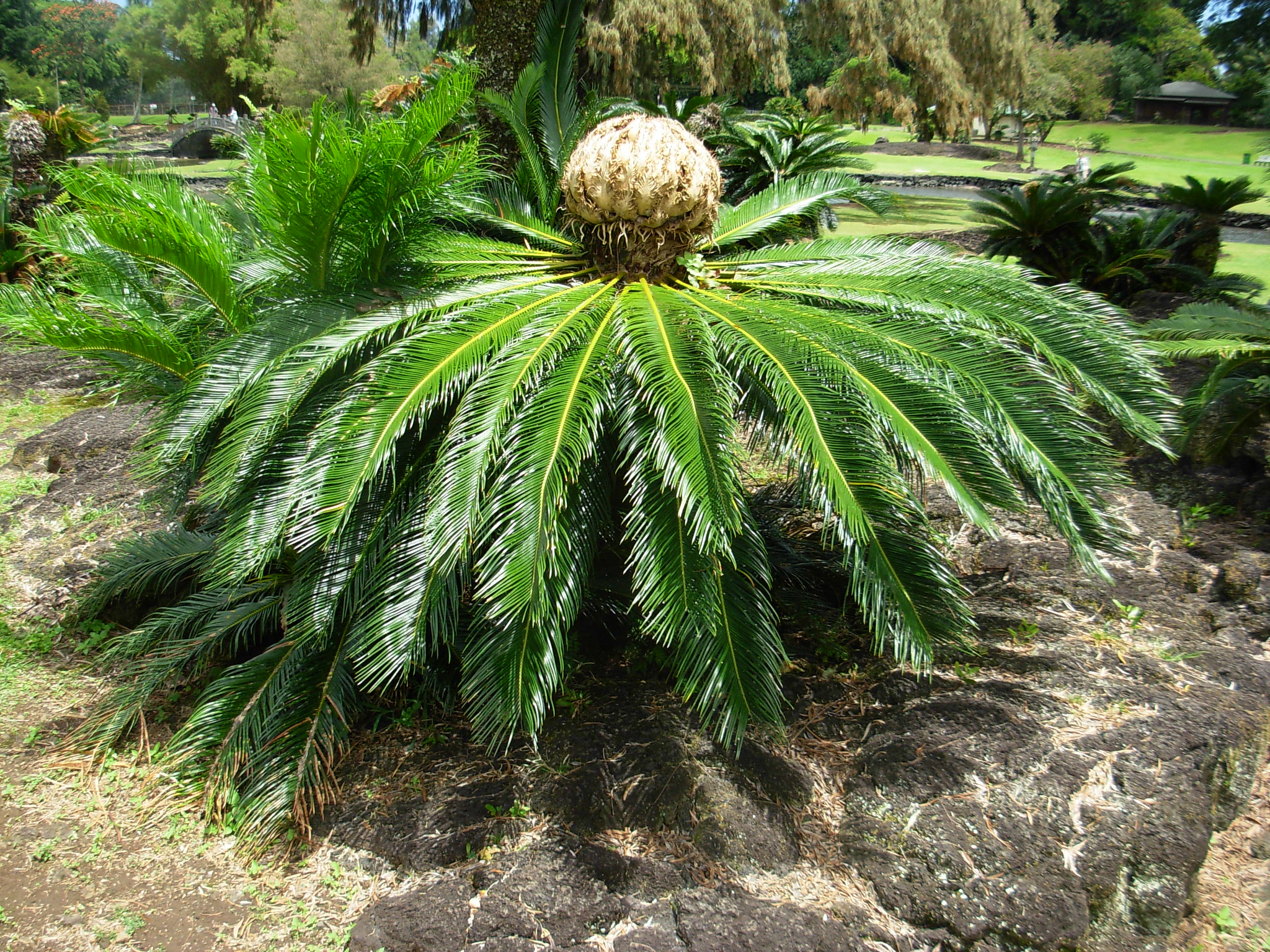 La Cycas revoluta es una especie de arbusto falso