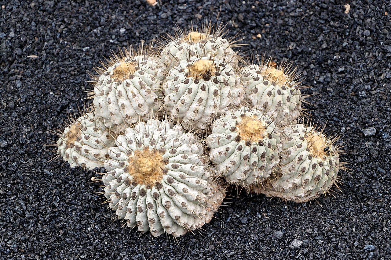 La Copiapoa cinerea es un cactus