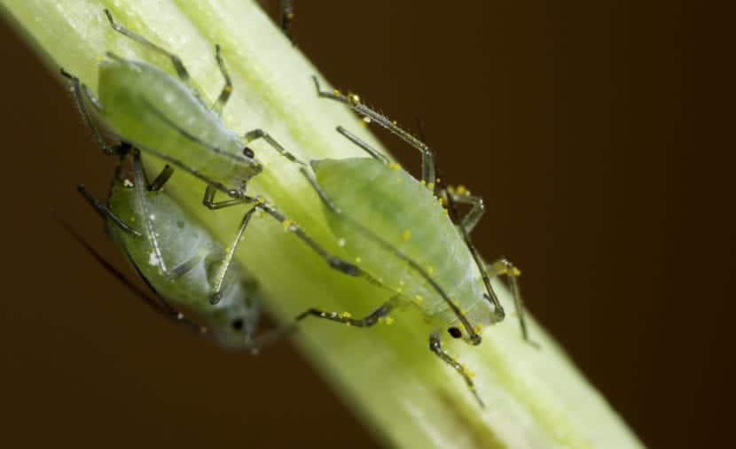 Grønne bladlus, et av skadedyrene som planter kan ha