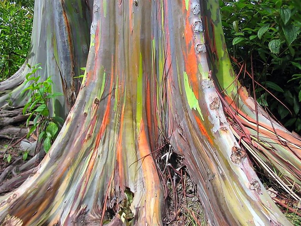 Utsikt over regnbuens eukalyptustamme