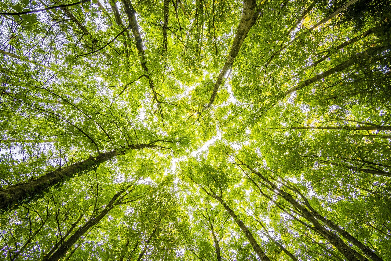 Med fotosyntese driver trærne ut oksygen