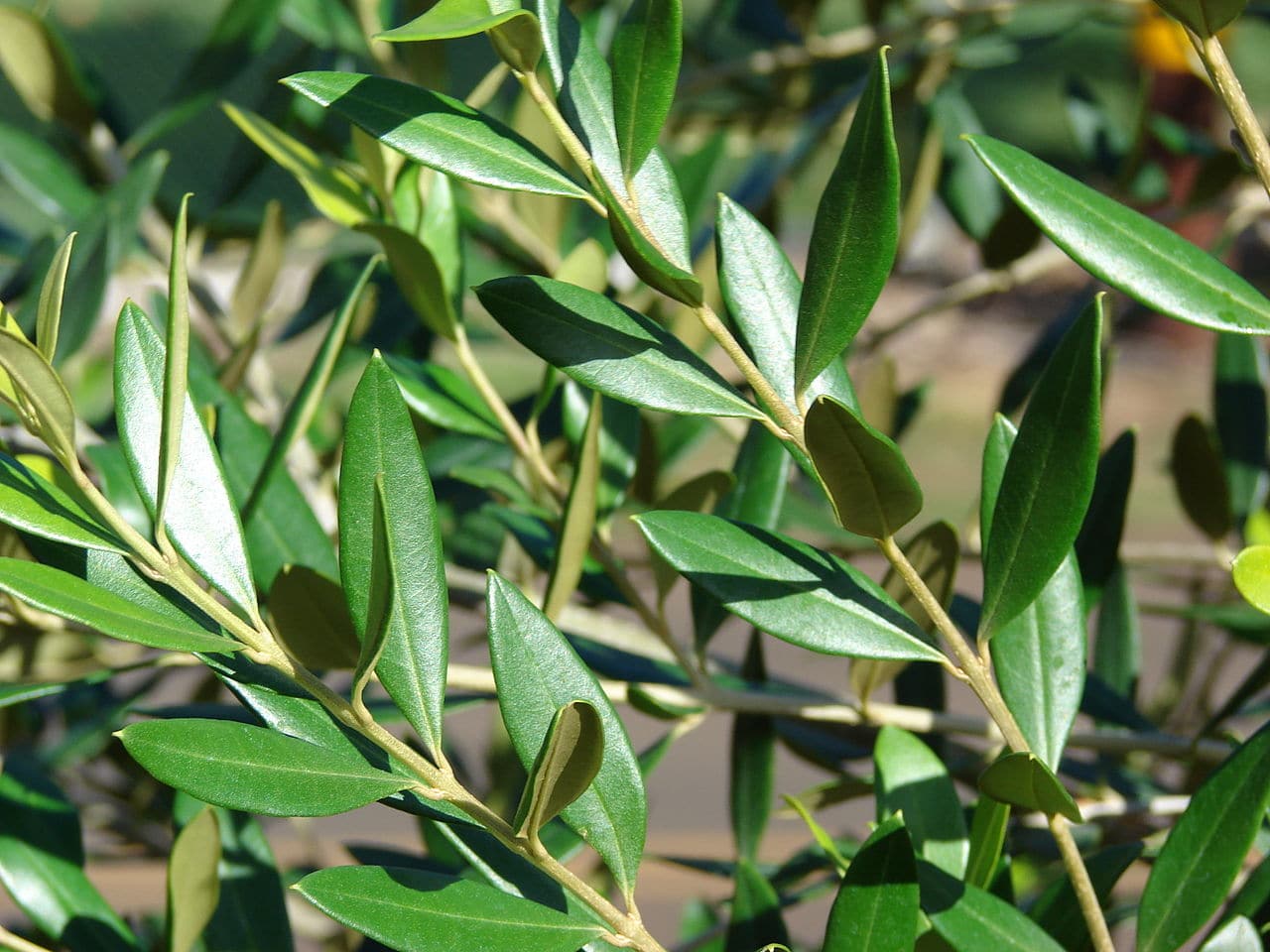 Oliventreet multipliseres med stiklinger og suger