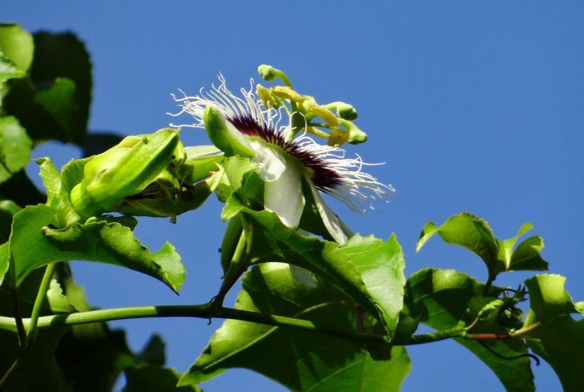 Passiflora edulis er en klatreplante