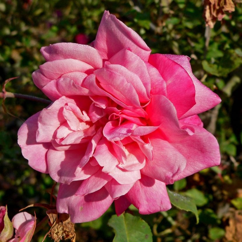 Te-rosen produserer blomster i forskjellige farger
