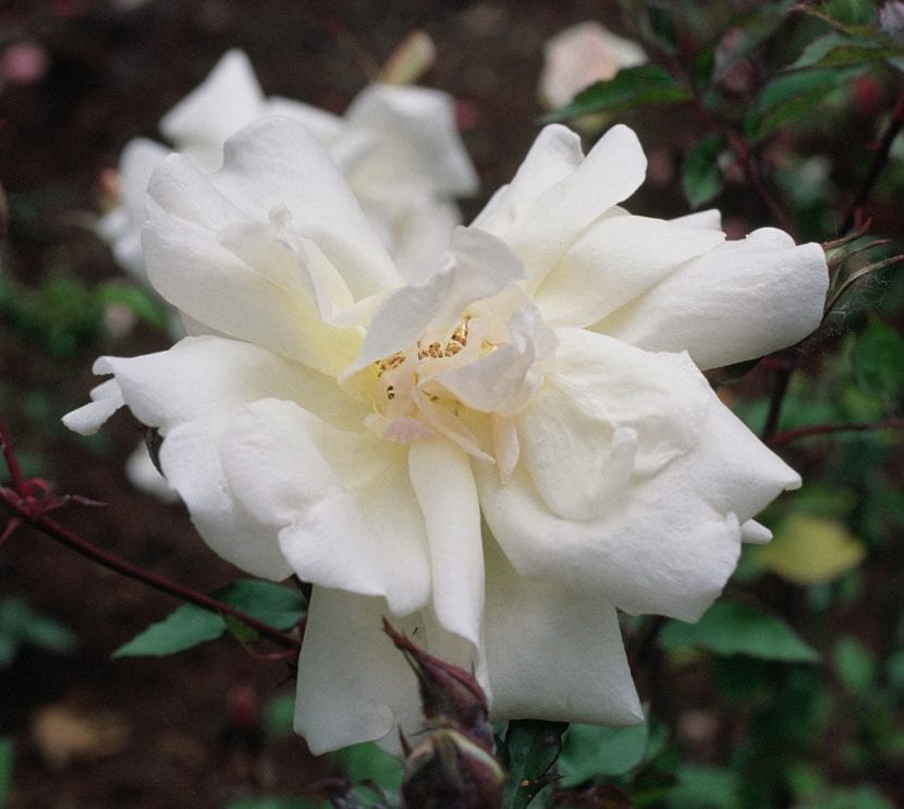 Te-rosen produserer blomster i forskjellige farger