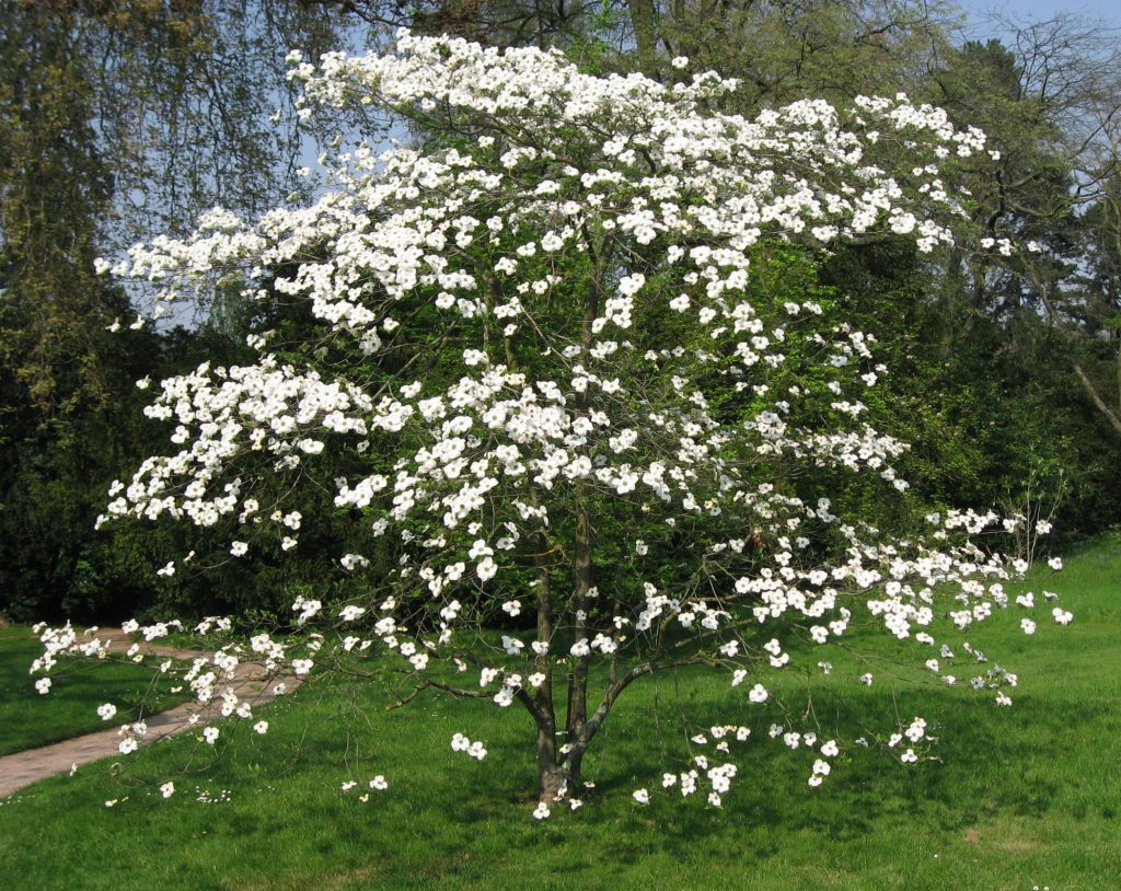 Cornus florda er et lite tre
