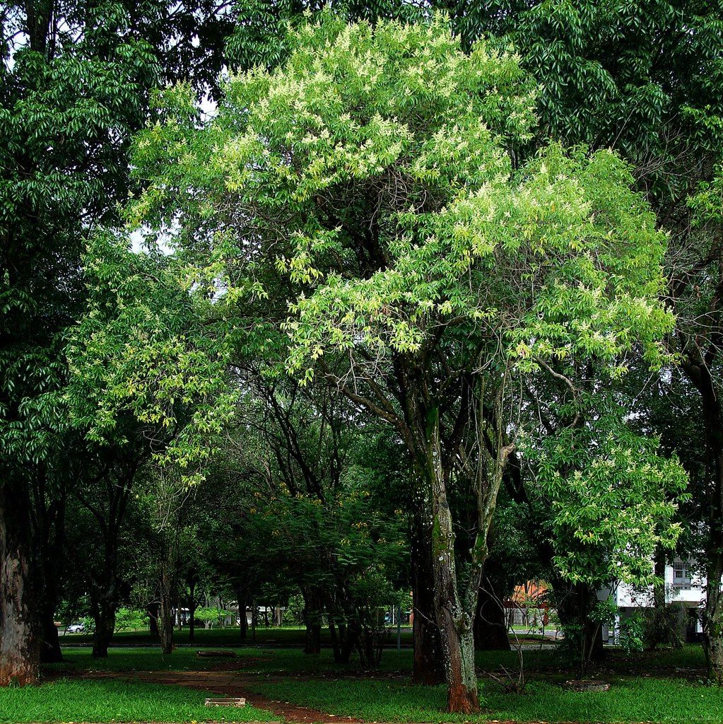 Ligustrum lucidum er et eviggrønt tre