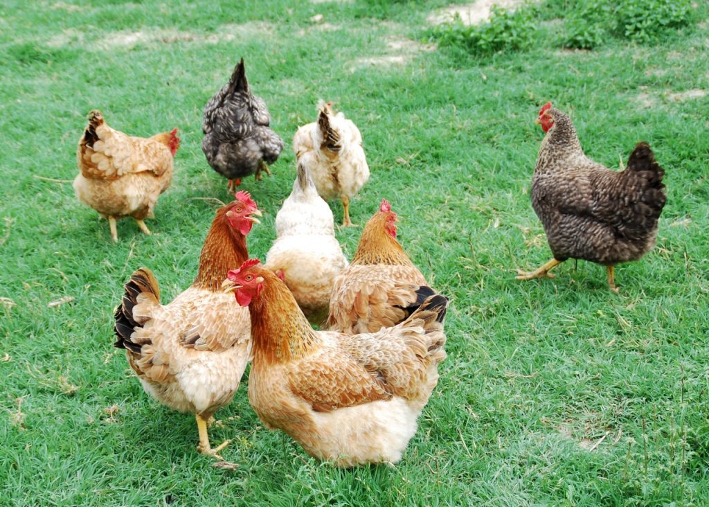 Kyllinger er ideelle dyr for rustikke hager