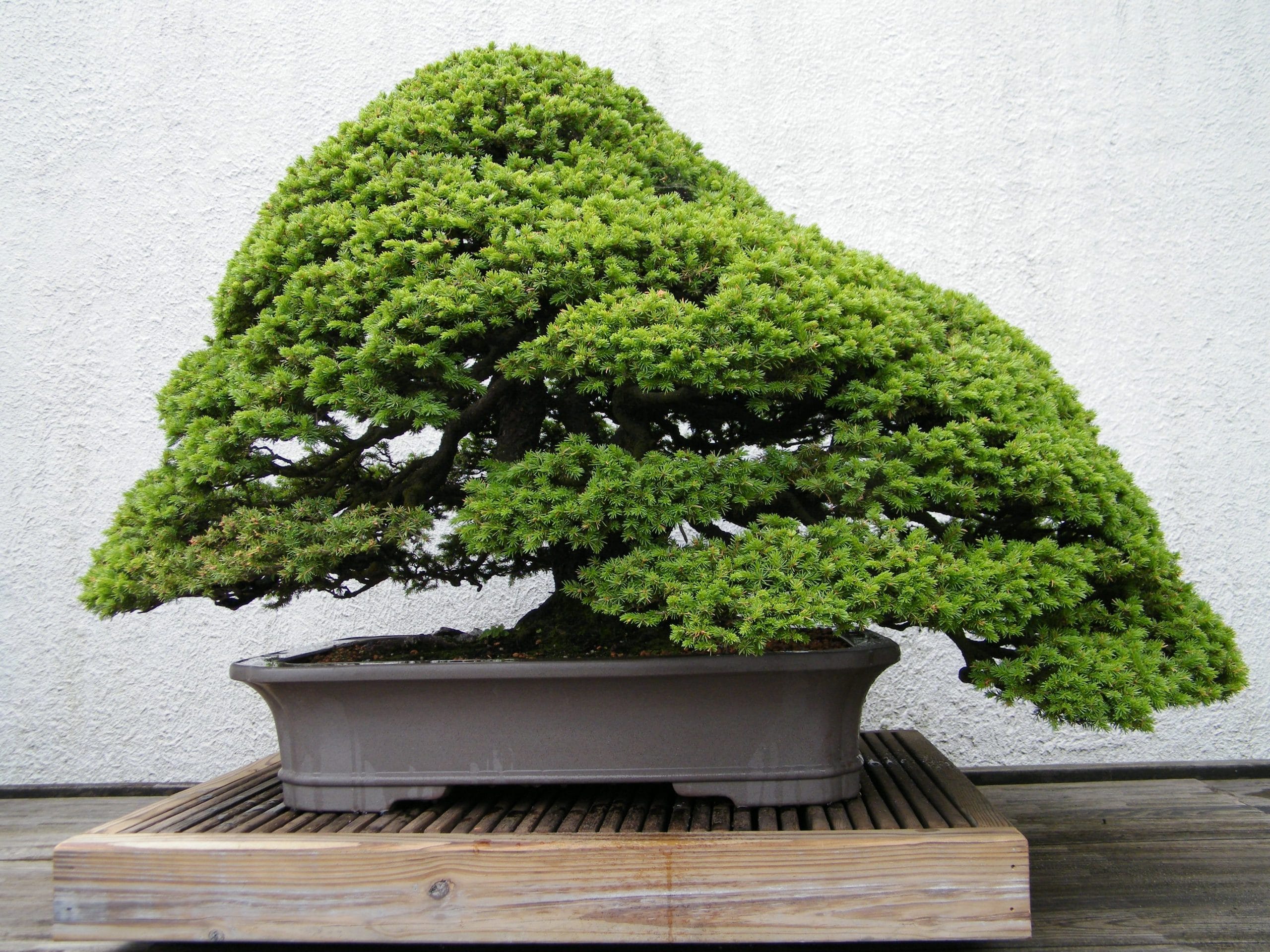 Barrtrær bonsai med kiryuzuna