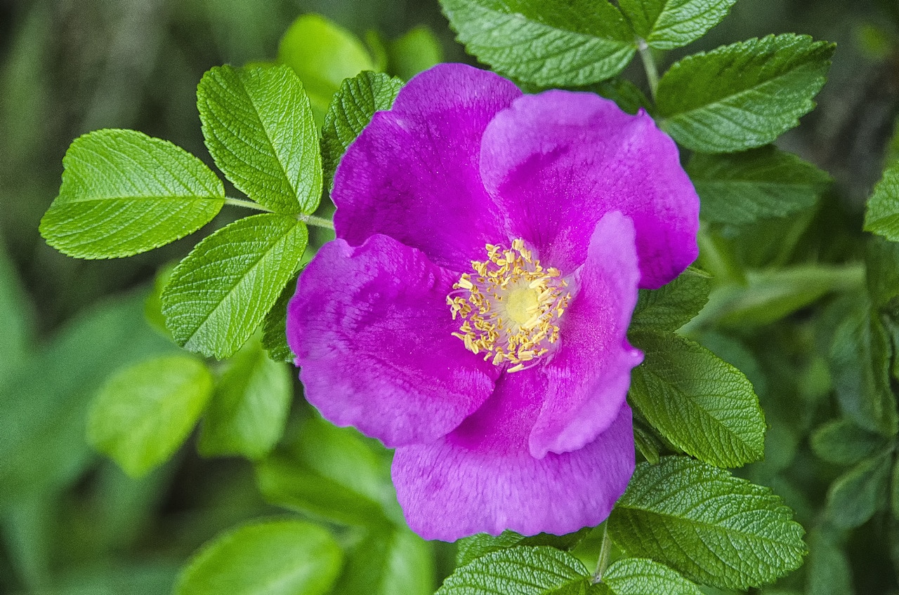 Rugosa rose er en blomstrende busk