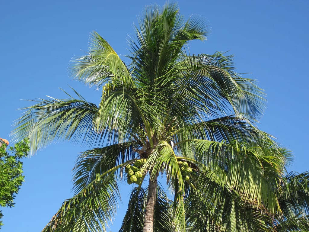 Cocos nucifera, kokospalmen