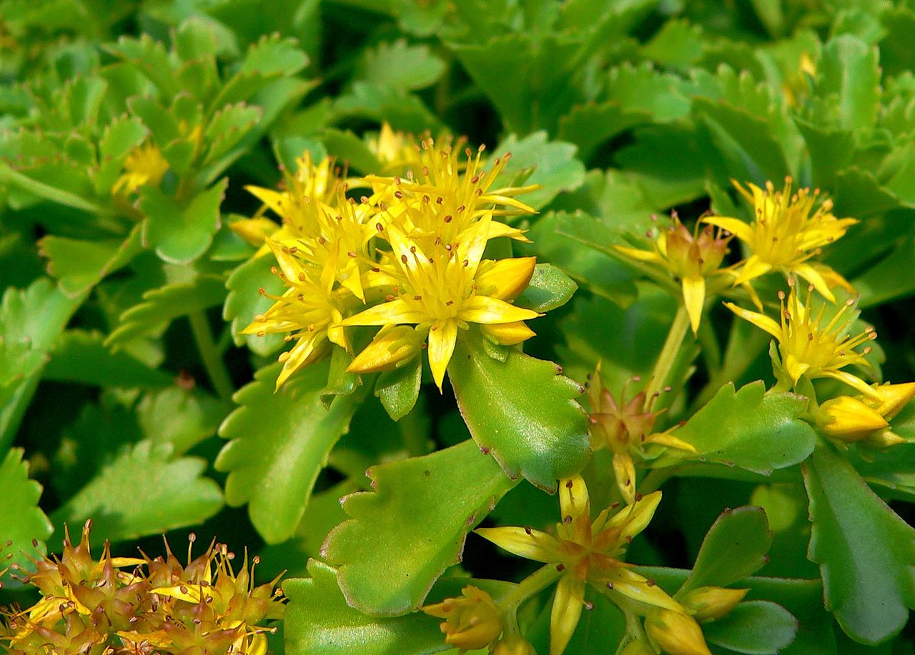 Utsikt over Sedum kamtschaticum i blomst