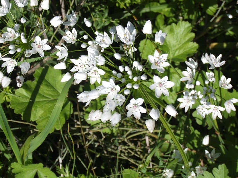 busk med små hvite blomster