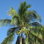 Cocos nucifera, kokospalmen