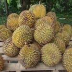 Utsikt over durianfrukten