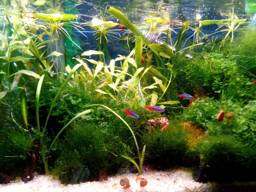fisk i et akvarium med alger