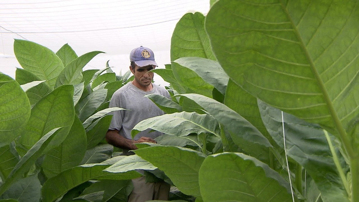 mann inne i tobakkplantasjen og ser på bladene