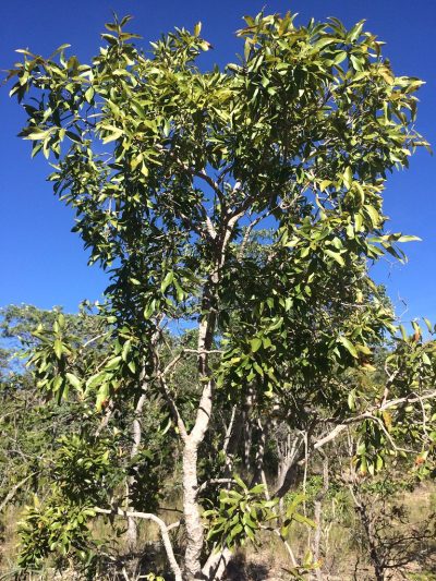 Utsikt over det peruanske guava-treet