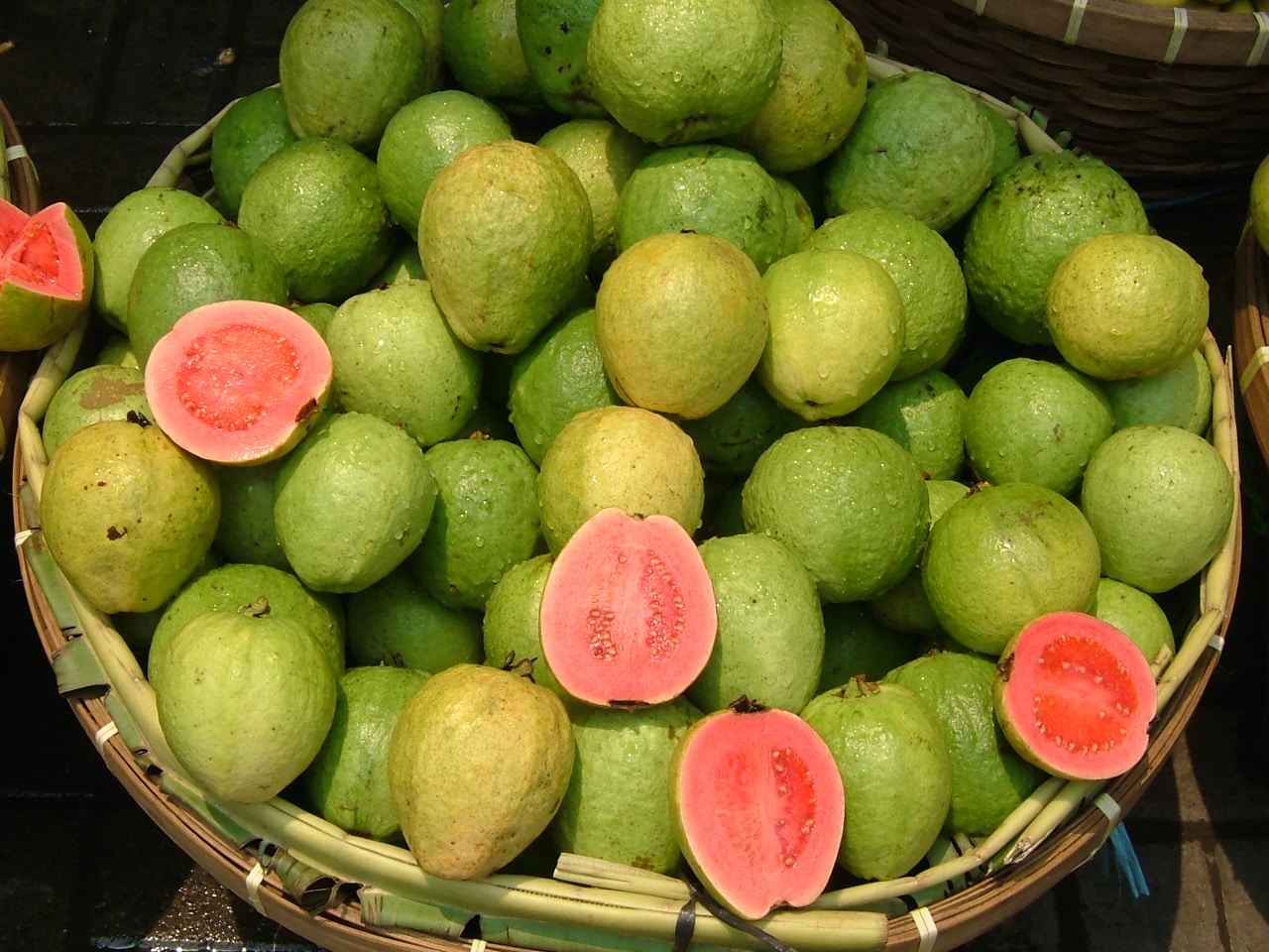 Guavaer er tropiske planter